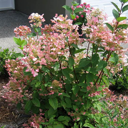           Hydrangea paniculata    Pink Diamond 